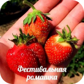 Клубника "Фестивальная ромашка" Клубника "Фестивальная ромашка"